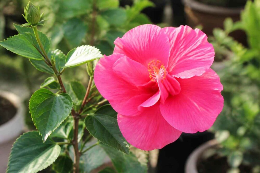 Intensywnie różowy kwiat hibiskusa wśród zielonych liści i pąków.